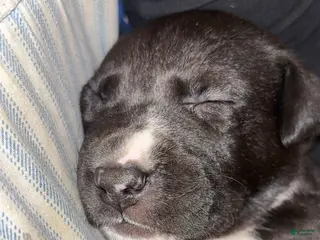 Mixed Breed dogs Puppy 1 - Ad 39