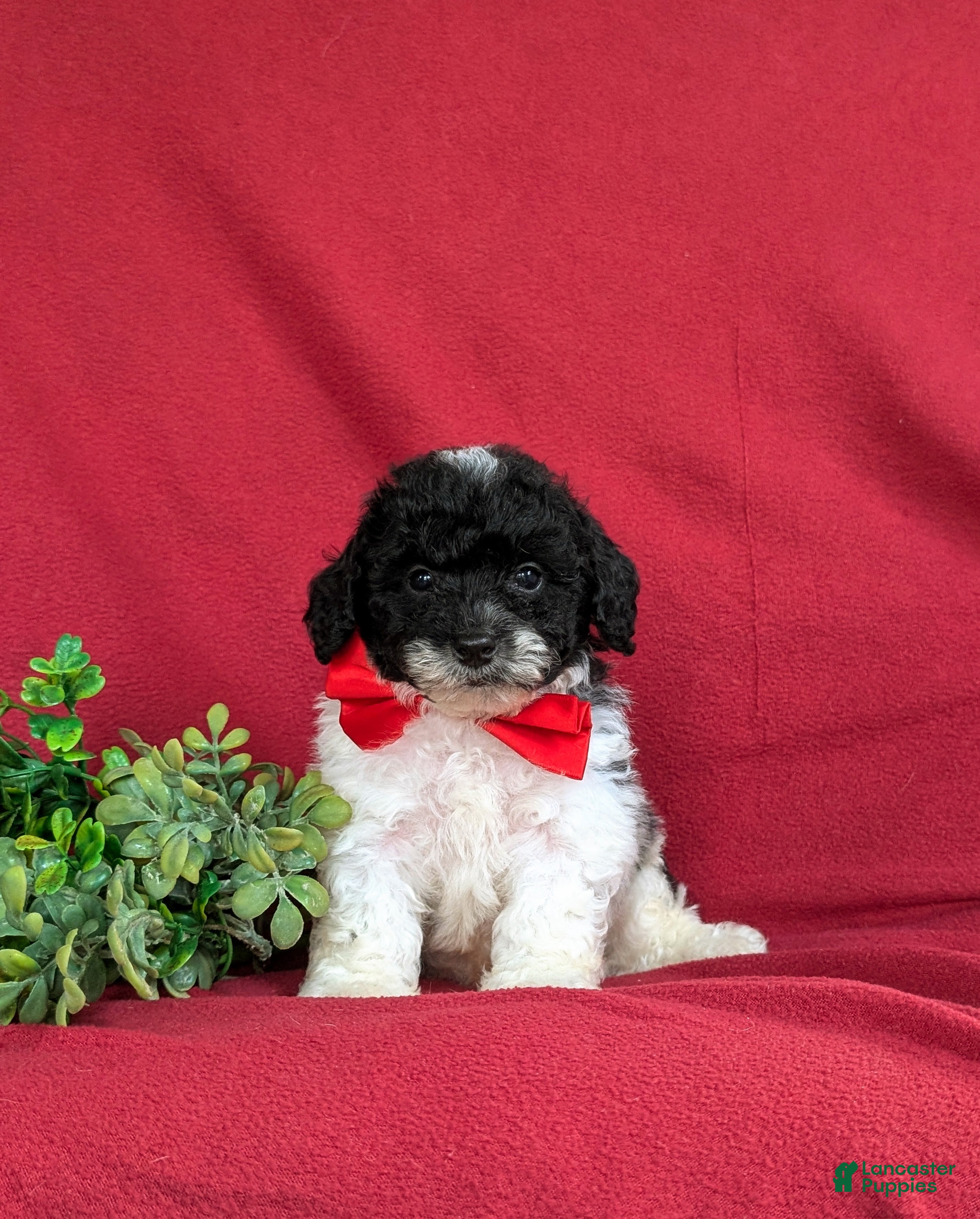 Bichpoo dogs Zeke - Ad 2