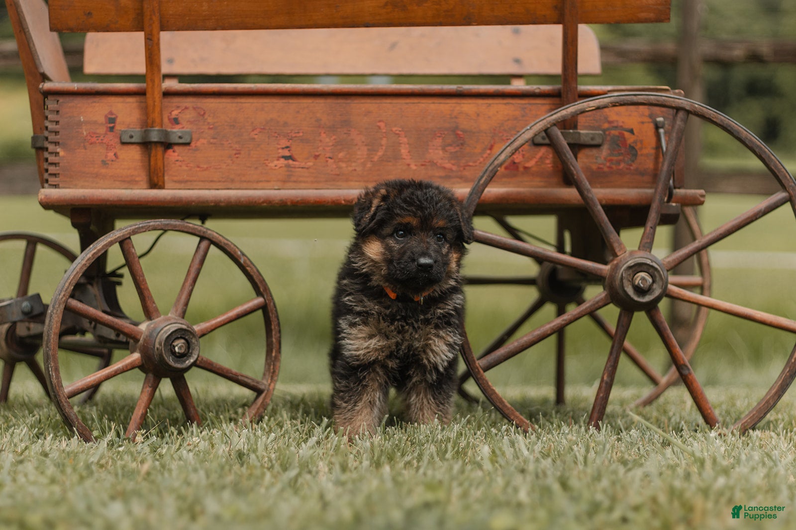 German Shepherd dogs German Shepherd Puppy 3 Faith - Ad 1