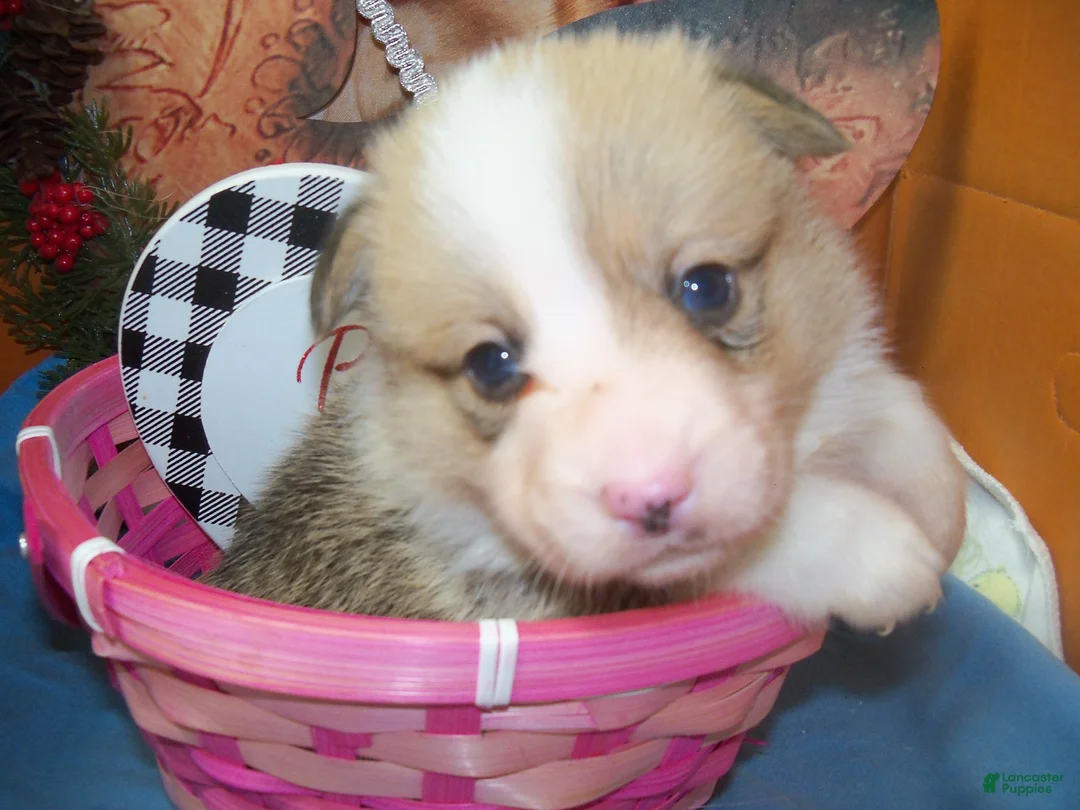 Welsh Corgi Pembroke dogs for sale: Georgie...Genetic tested - Ad 3