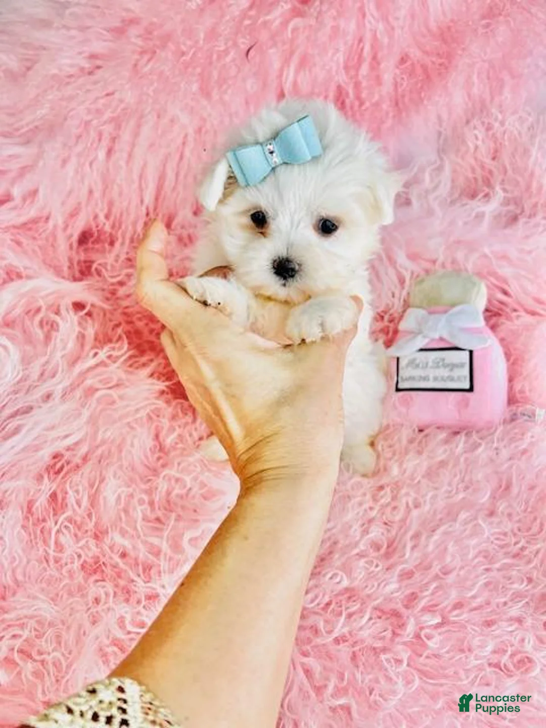 Maltese dogs for sale: Maltese Puppy 2 - Ad 2