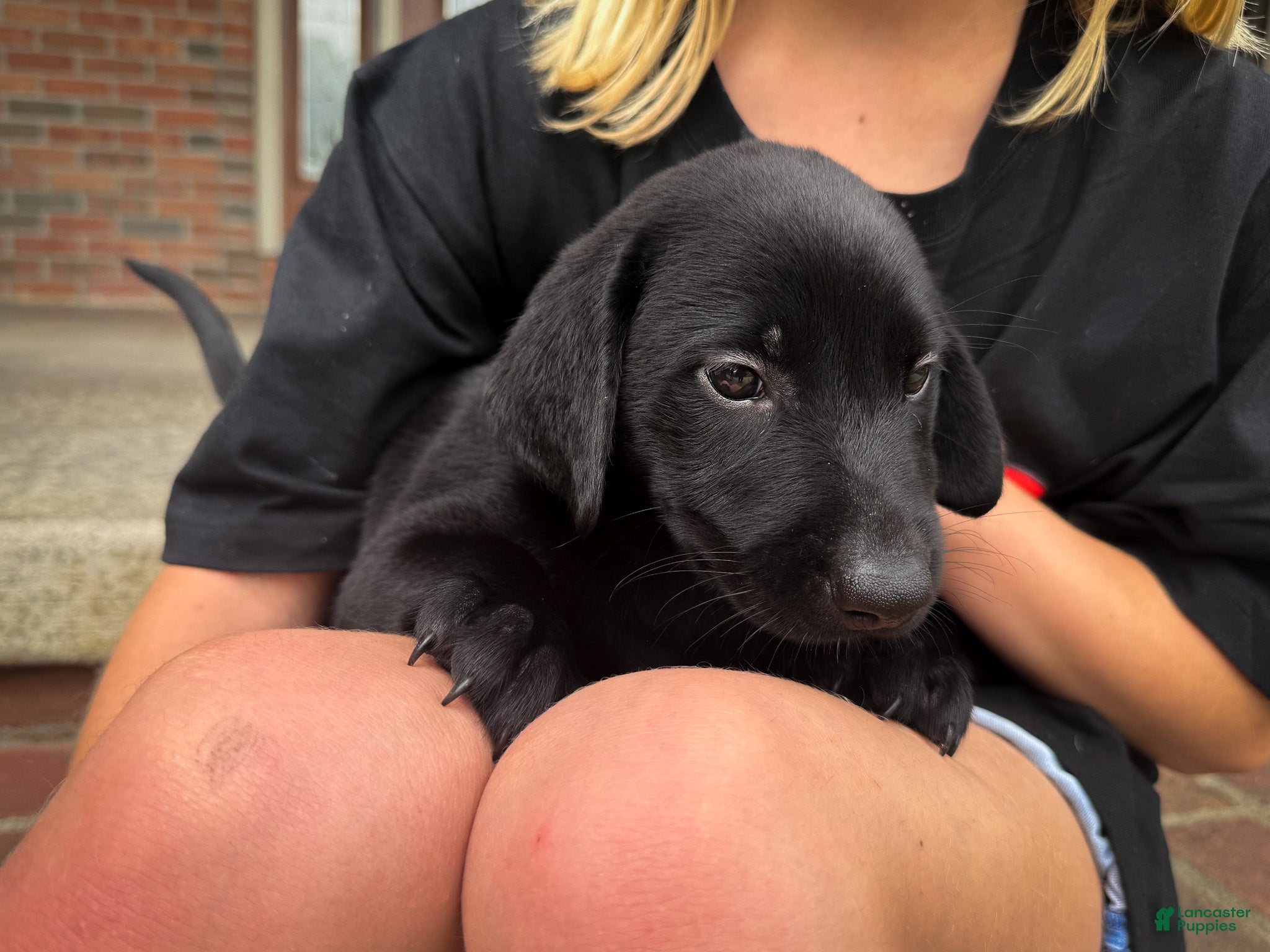 Labrador Retriever dogs Duke - Ad 1
