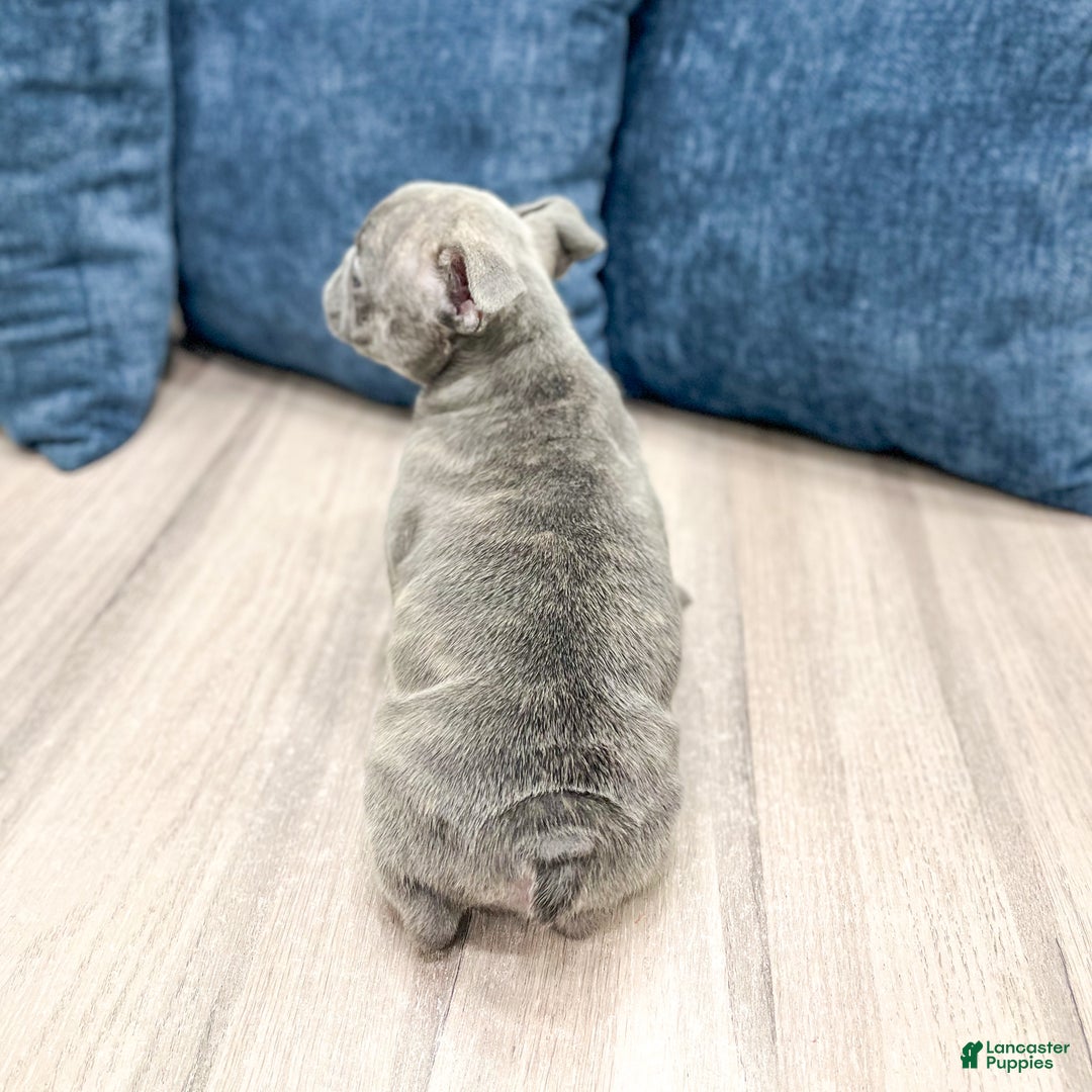 Mixed Breed dogs for sale: Harvey - Ad 4