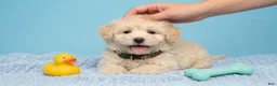Maltipoo dogs for sale: GUCCI - Ad 3