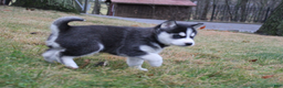 Siberian Husky dogs for sale: Willow - Ad 3