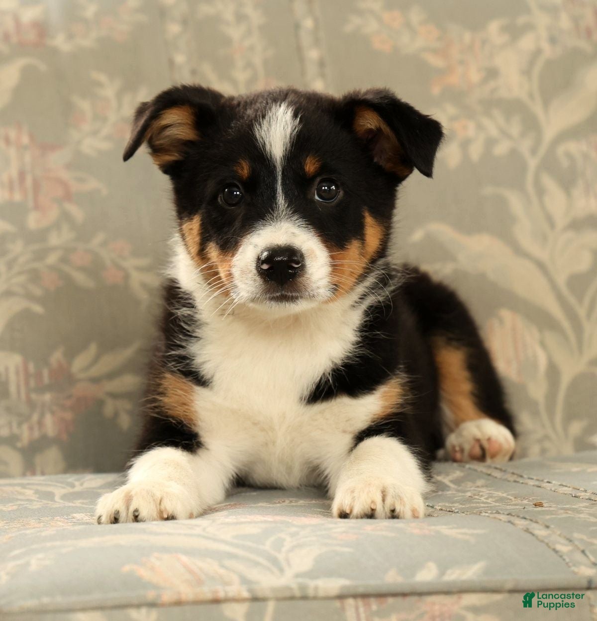 Australian Shepherd dogs Zeke - Ad 2