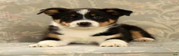 Australian Shepherd dogs for sale: Zeke - Ad 2