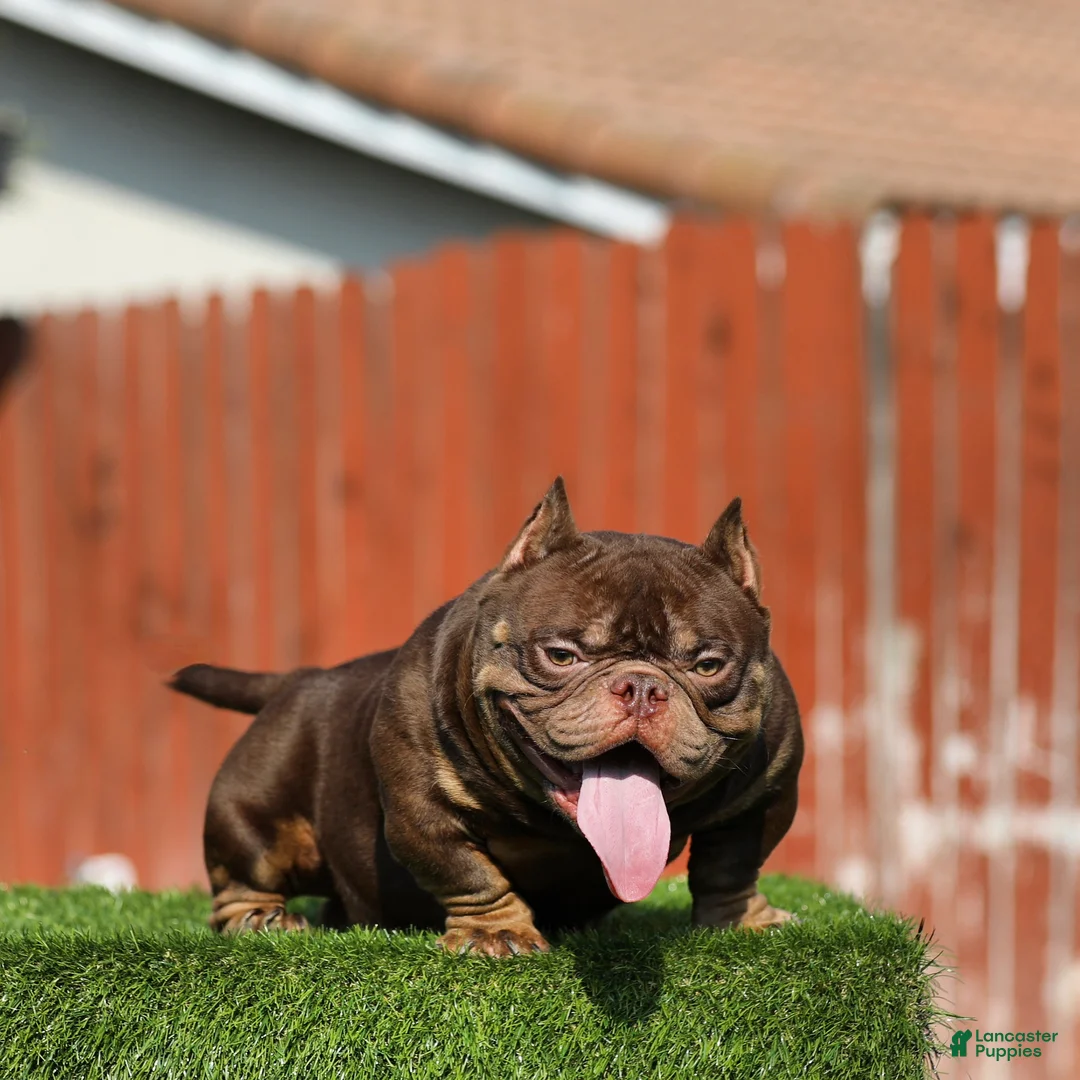 American Bully dogs for stud: King Kong - Ad 4