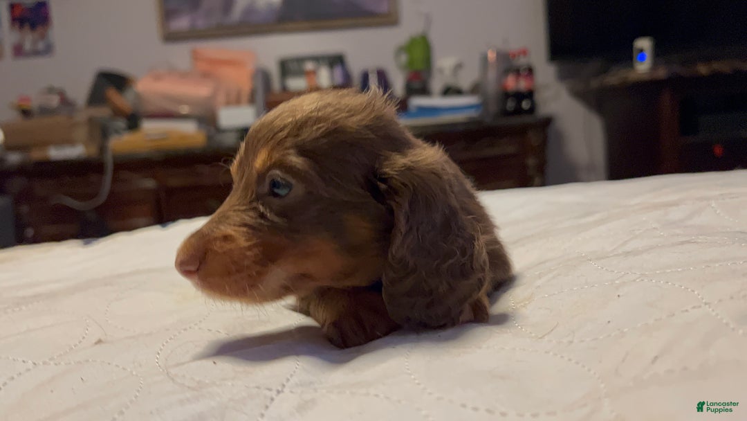Miniature Dachshund dogs for sale: Russian overbite discounted - Ad 3