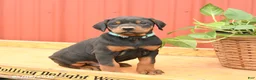 Doberman Pinscher dogs for sale: Wrangler - Ad 2