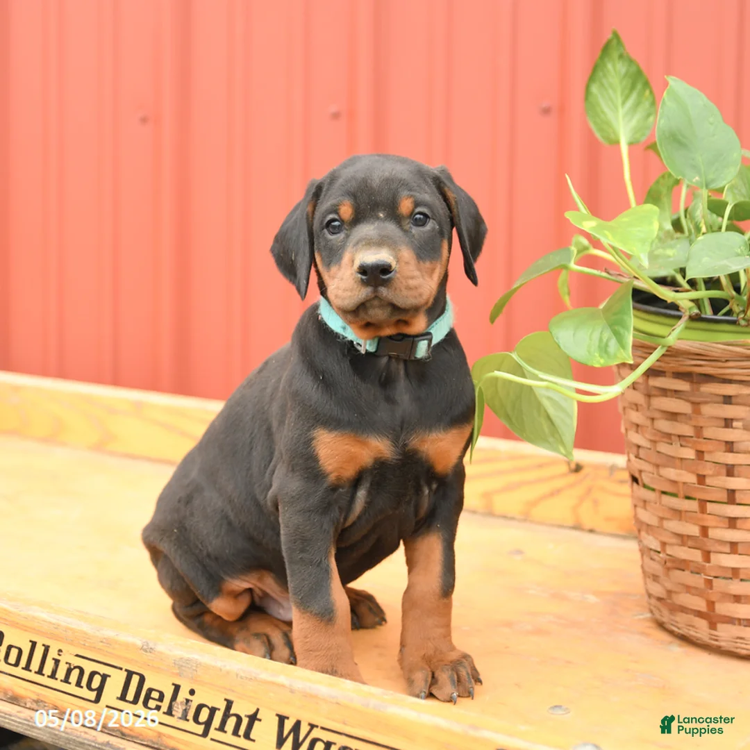 Doberman Pinscher dogs for sale: Wrangler - Ad 2