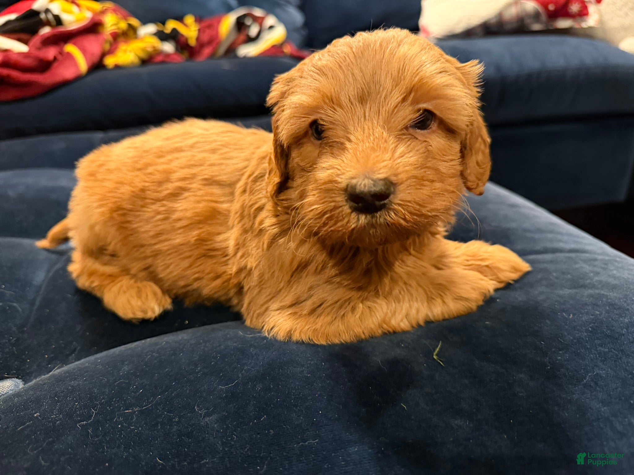 Aussiedoodle dogs Chunk - Ad 11