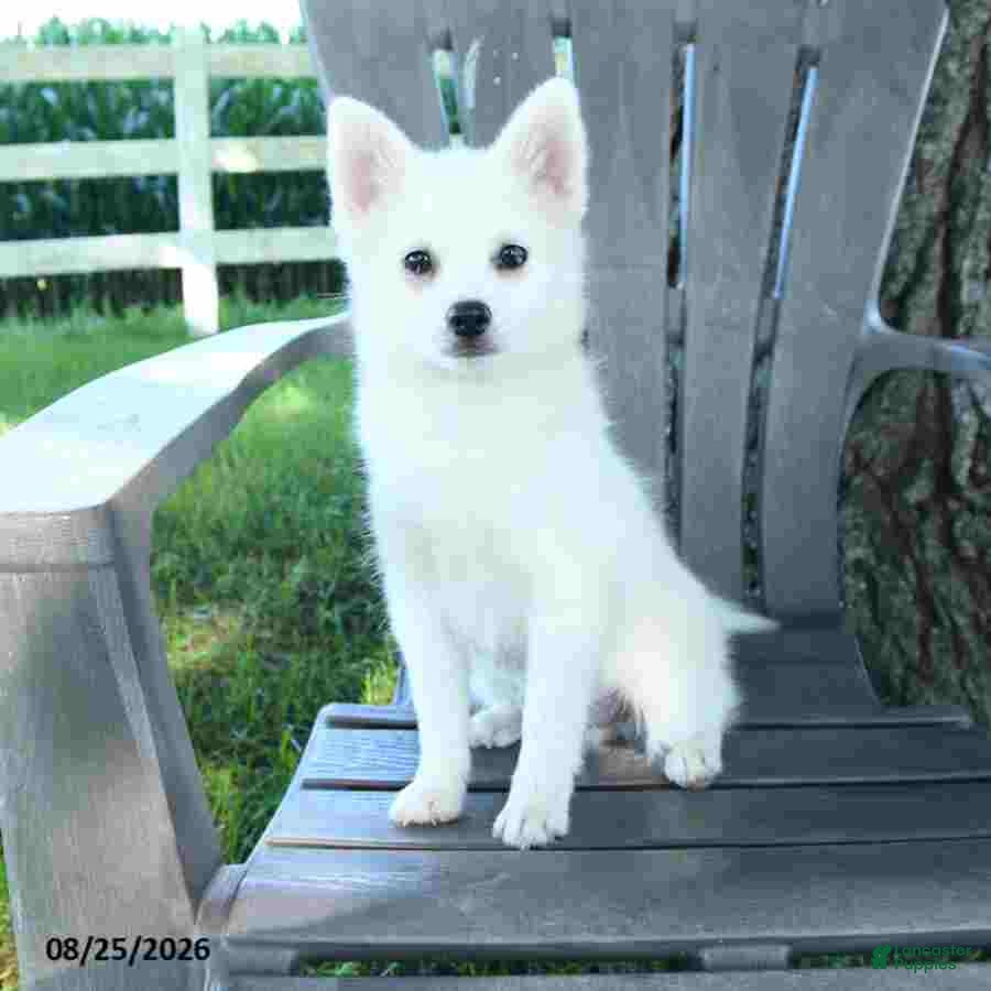 Pomsky dogs Alex - Ad 1