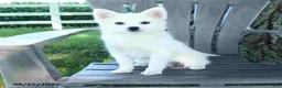 Pomsky dogs for sale: Alex - Ad 1