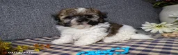 Havanese dogs for sale: Mickey - Ad 3