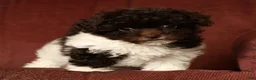 Havapoo dogs for sale: Buttercup - Ad 3
