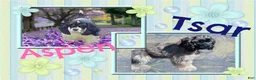 Cocker Spaniel dogs for sale: Cocker Spaniel 1 - Ad 4