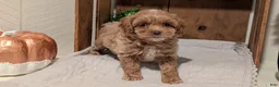 Cockapoo dogs for sale: Eden - Ad 5