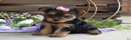 Yorkshire Terrier dogs for sale: Ava - Ad 5