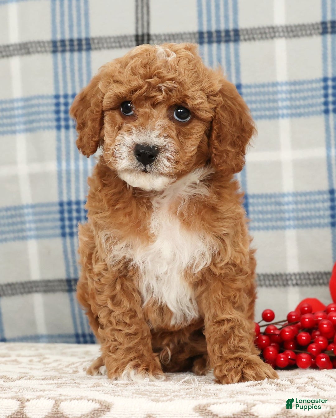 Cavapoo dogs for sale: Joey - Ad 2