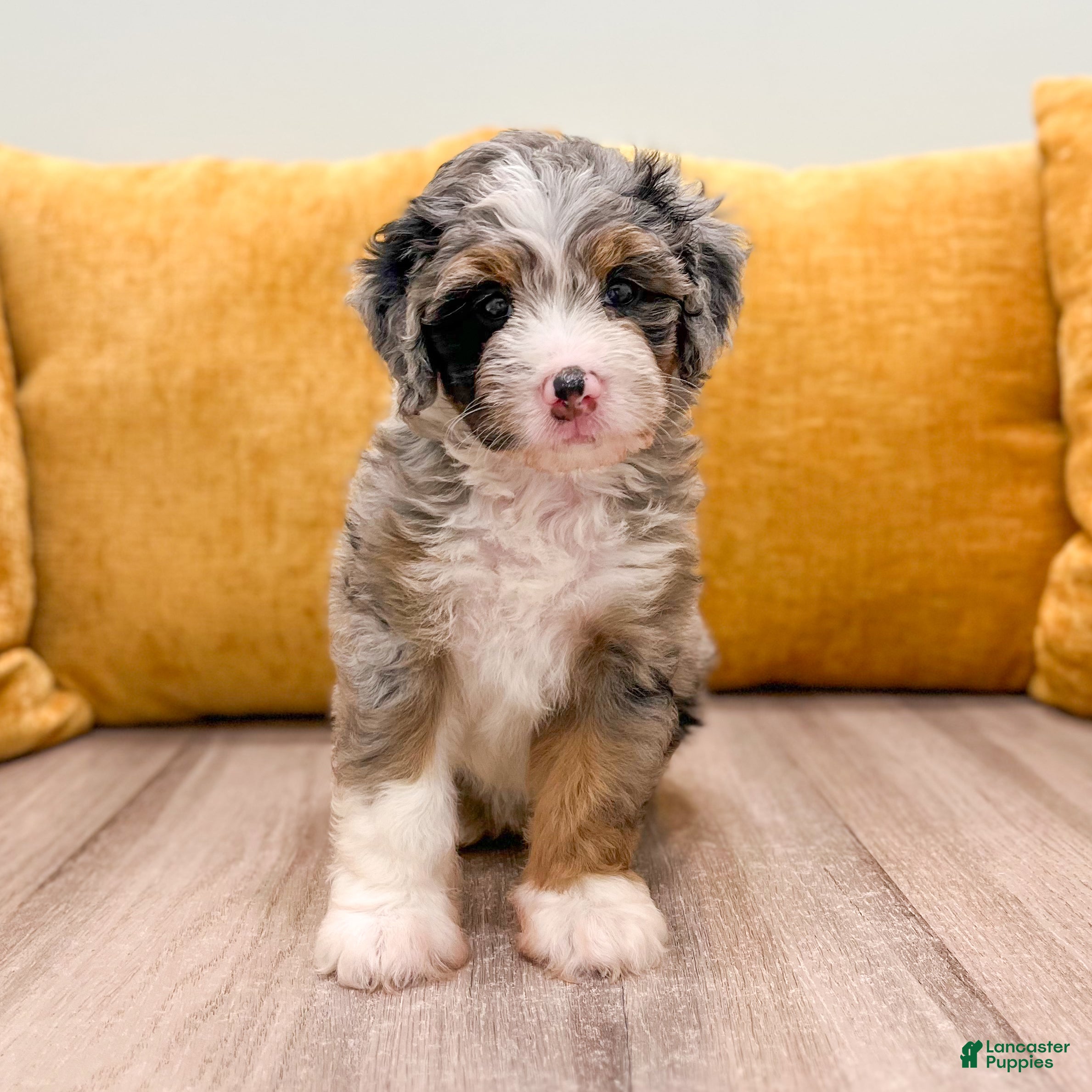 Mini Bernedoodle dogs Dixie - Ad 2