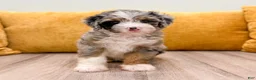 Mini Bernedoodle dogs for sale: Dixie - Ad 2