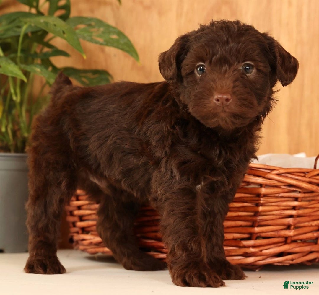 Yorkiepoo dogs for sale: Drake - Ad 8