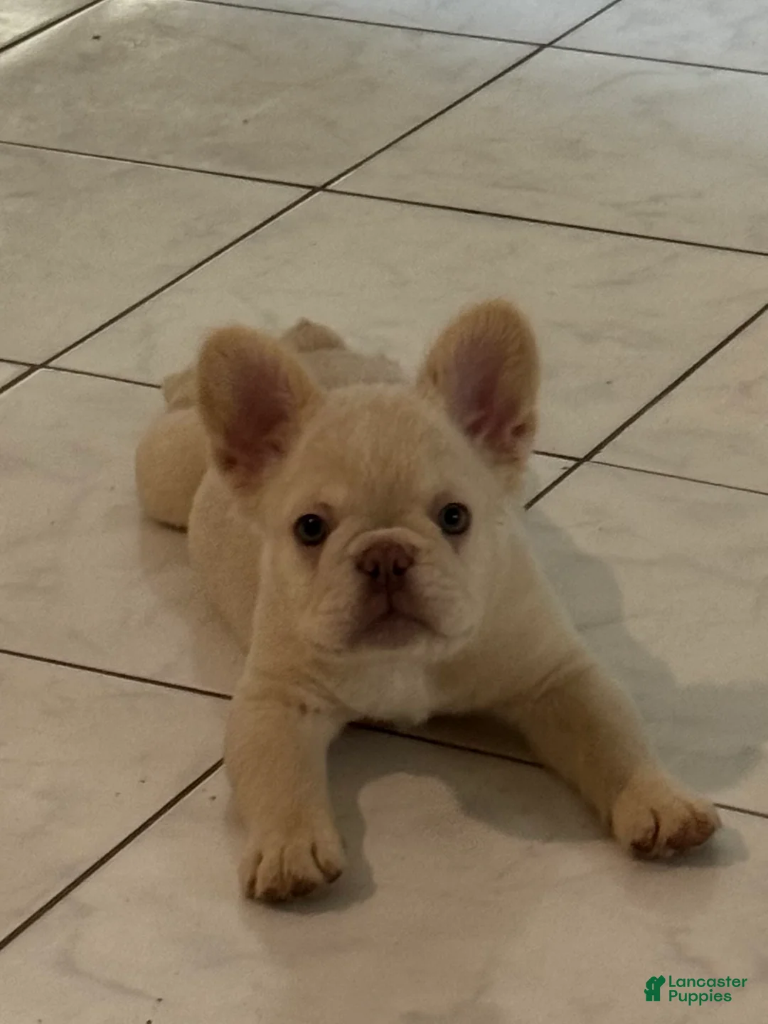 French Bulldog dogs for sale: Fluffy male - Ad 2