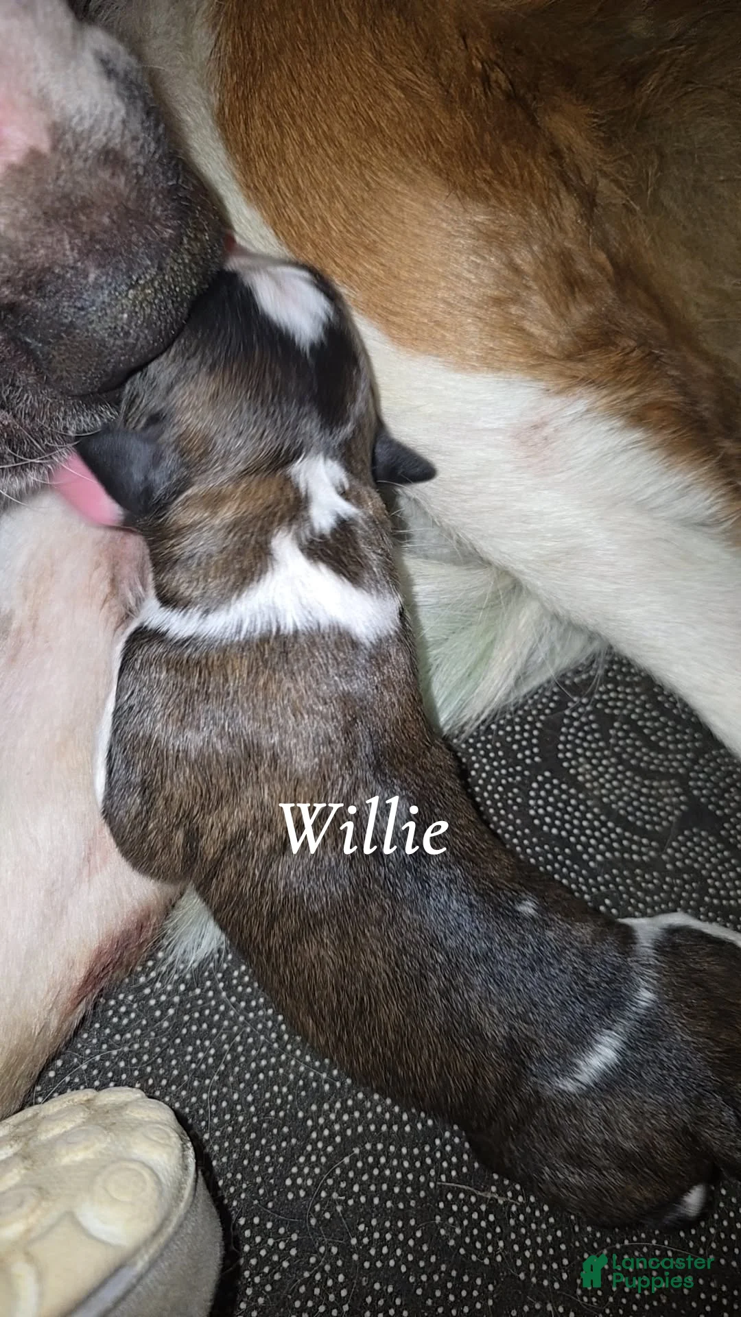 Saint Bernard dogs for sale: Willie - Ad 2