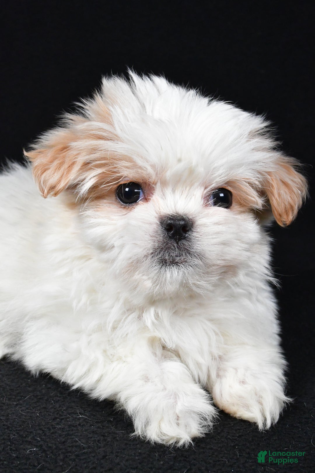 Malshi dogs for sale: Kylie - Ad 5