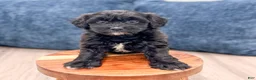Havapoo dogs for sale: Betsy - Ad 4