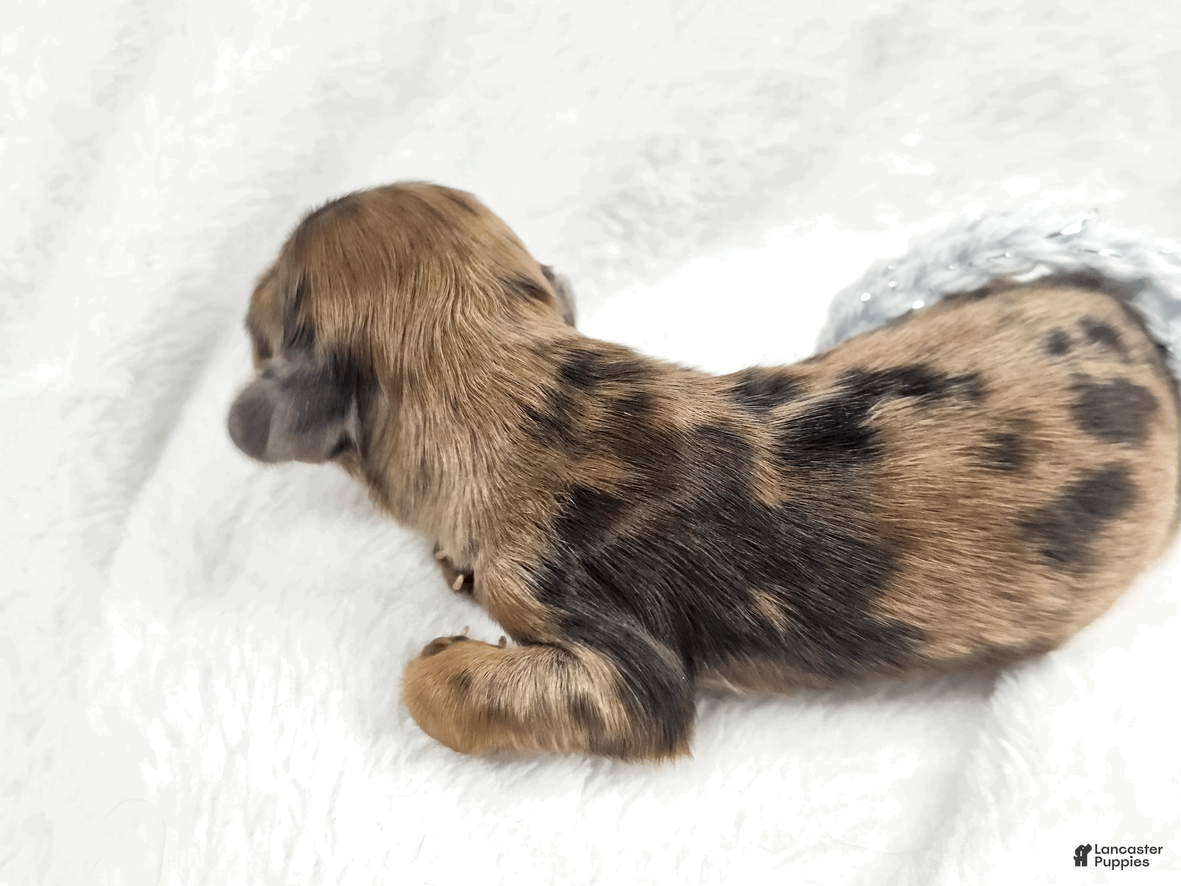 Miniature Dachshund dogs Orchid - Ad 13