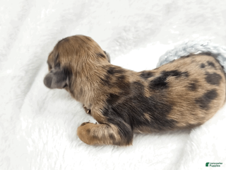 Miniature Dachshund dogs Orchid - Ad 15