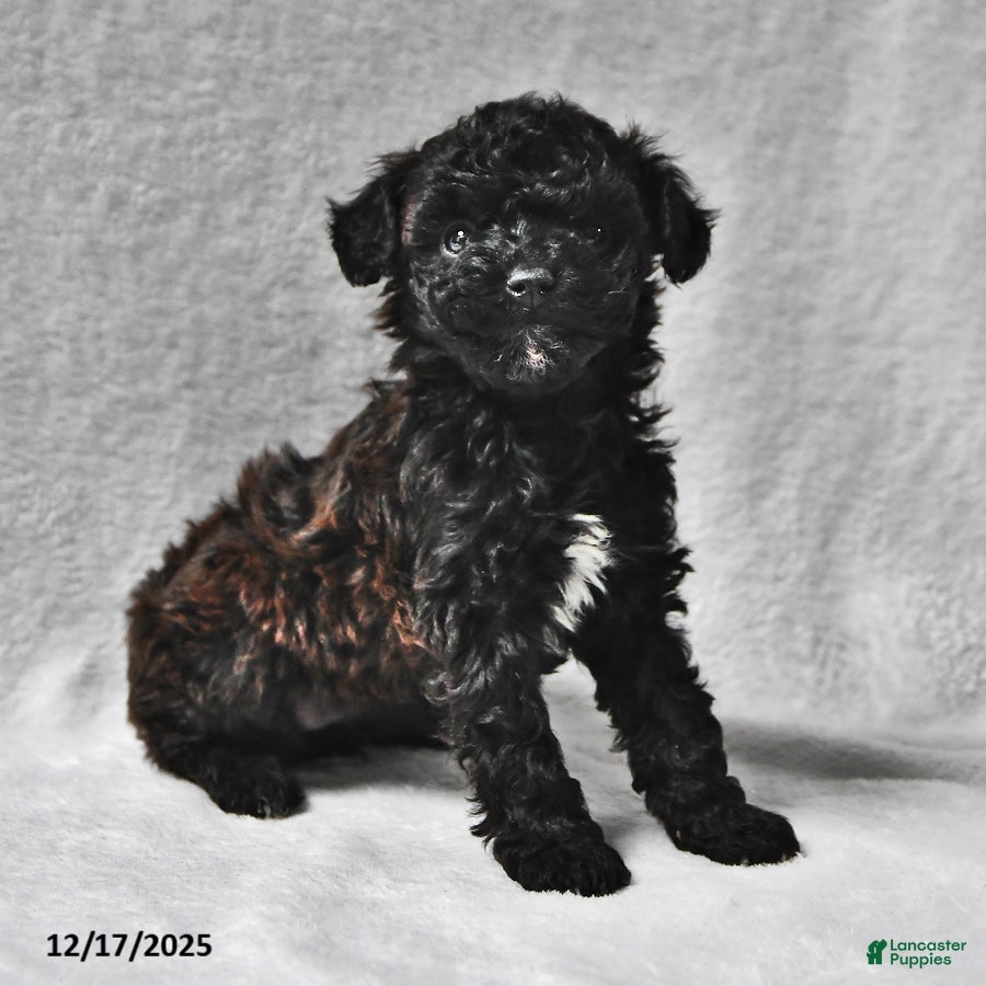 Mixed Breed dogs Melissa Ann  - Ad 16