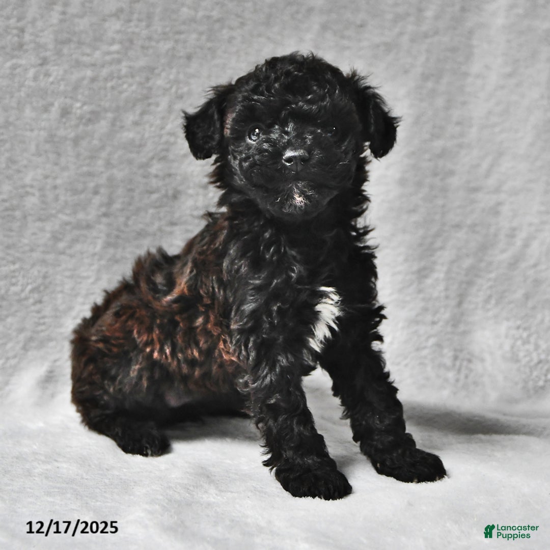 Mixed Breed dogs for sale: Melissa Ann  - Ad 1