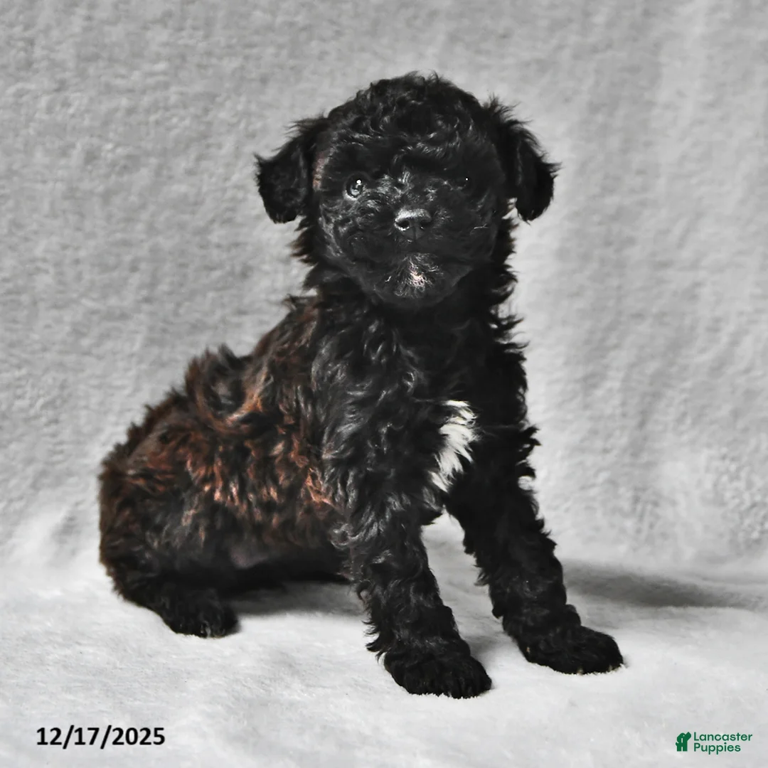 Miniature Poodle dogs for sale: Melissa Ann  - Ad 1