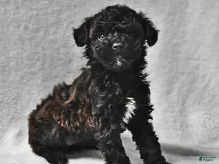 Miniature Poodle dogs Melissa Ann - Ad 28