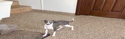 Italian Greyhound dogs for sale: Melanie  - Ad 7