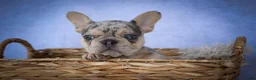 French Bulldog dogs for sale: Tinsley🎀 - Ad 2