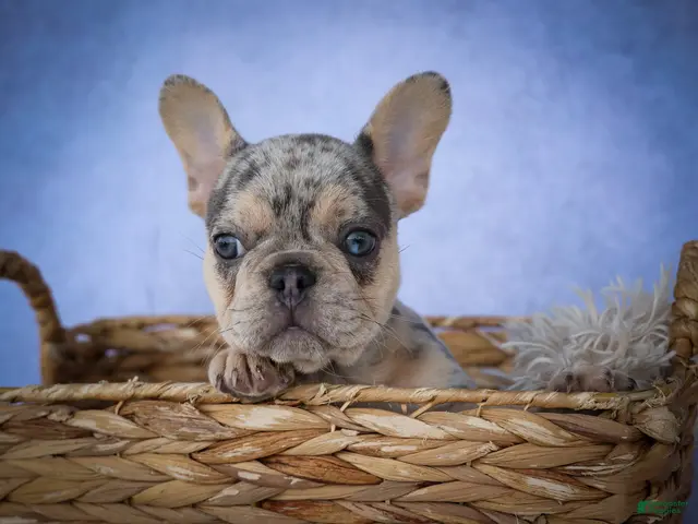 French Bulldog dogs for sale: Tinsley🎀 - Ad 2