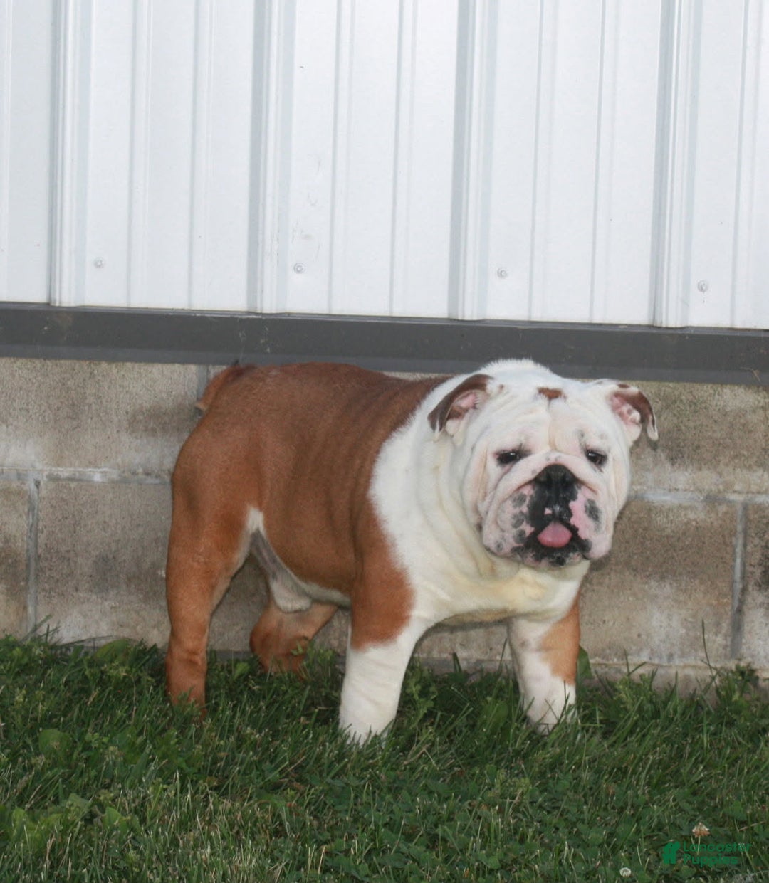 English Bulldog dogs for sale: BJ - Ad 10