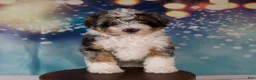 Mini Bernedoodle dogs for sale: Crew - Ad 2