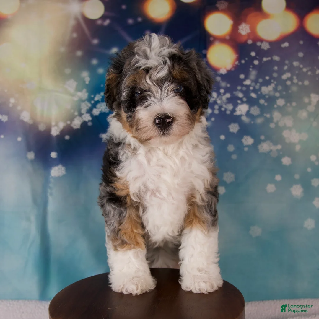 Mini Bernedoodle dogs for sale: Crew - Ad 2