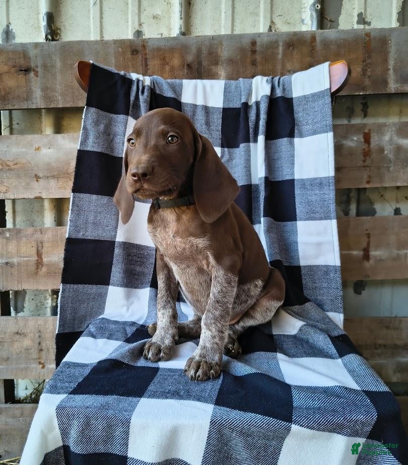 German Shorthaired Pointer dogs Mike - Ad 1