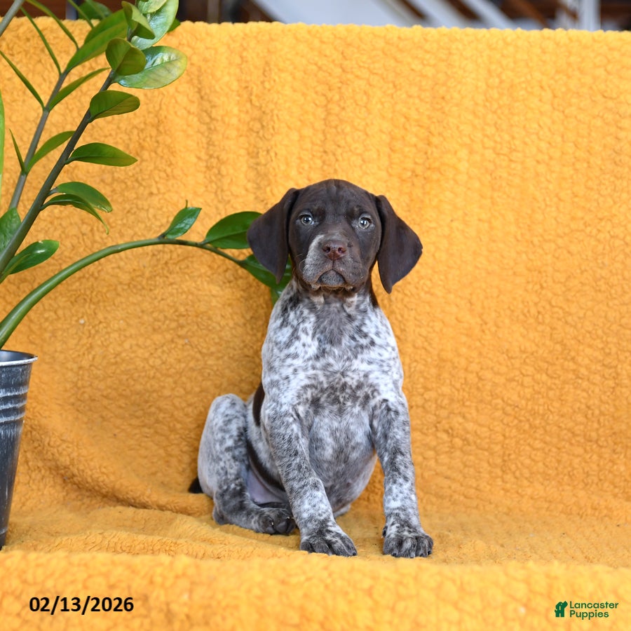 German Shorthaired Pointer dogs Bunny - Ad 42