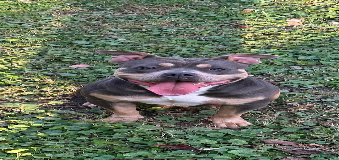 Gallery Image {{count}}