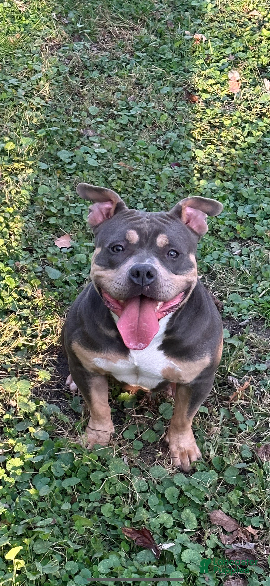 Gallery Image {{count}}