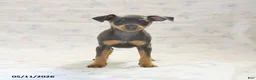 Miniature Pinscher dogs for sale: Phiona - Ad 3