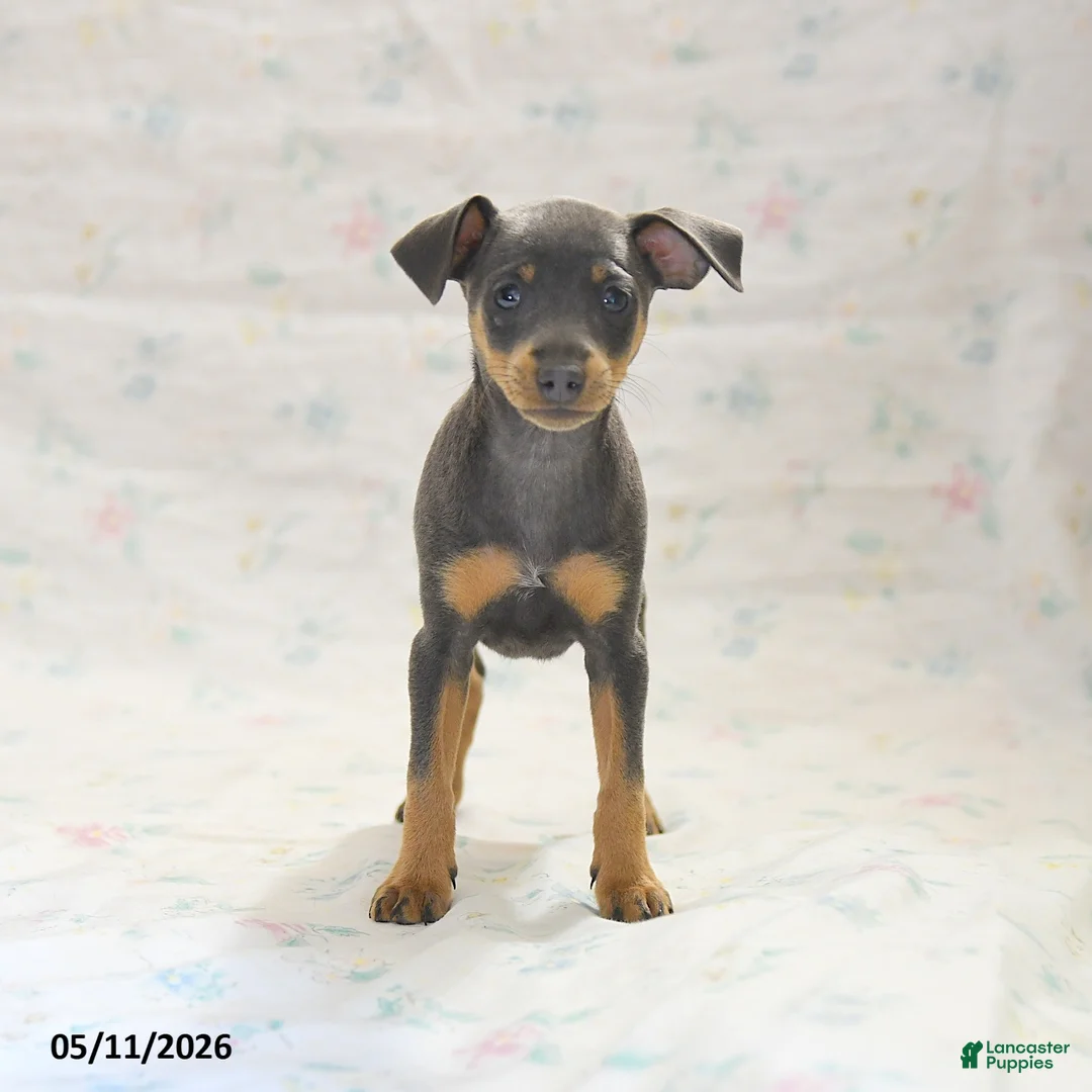 Miniature Pinscher dogs for sale: Phiona - Ad 3