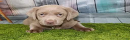 Labrador Retriever dogs for sale: Labrador Retriever Puppy 2 - Ad 5
